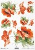 mak, maki, makowe, kwiat, łąka, ogród, lato, R954, poppy, flower, meadow, garden, summer, Mohn, Mohnblume, Blume, Wiese, Garten, Sommer, amapola, flor, prado, jardín, verano